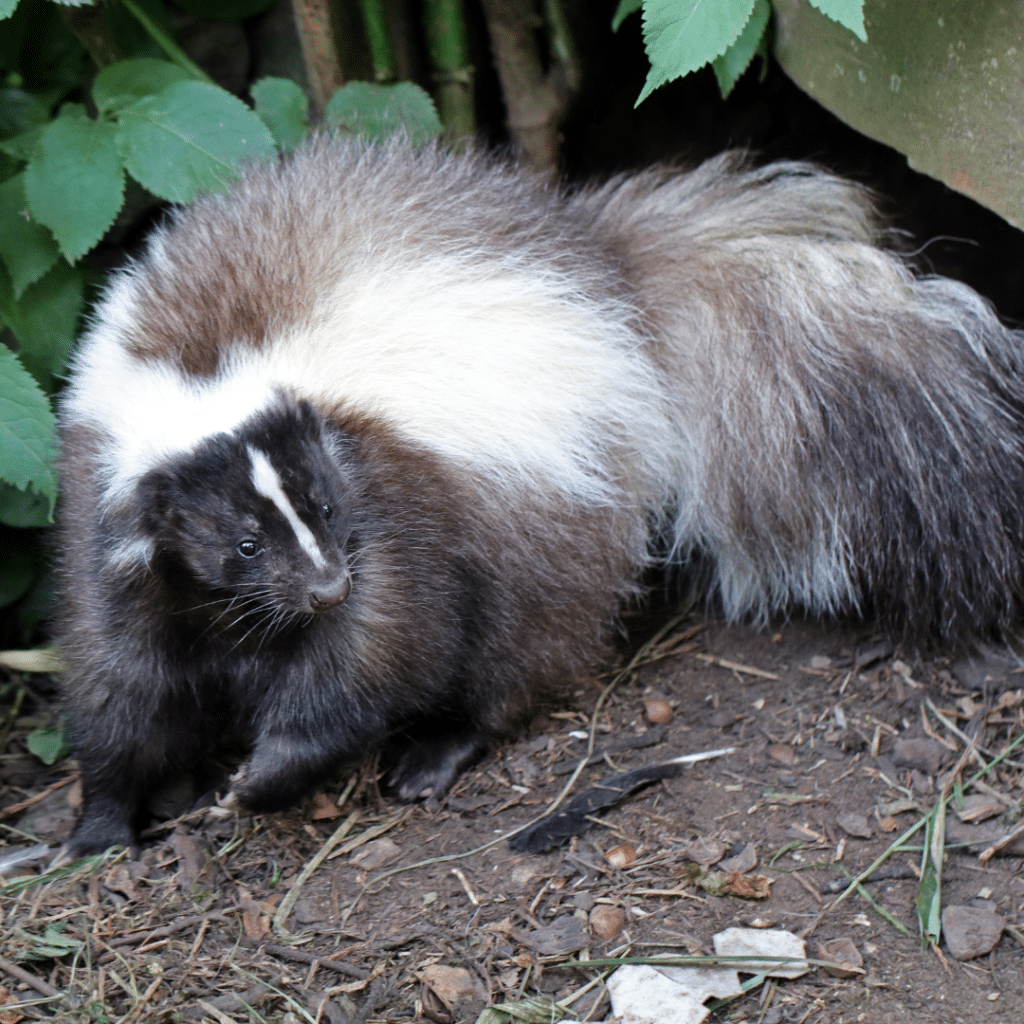 skunks under the house Alpha Wildlife