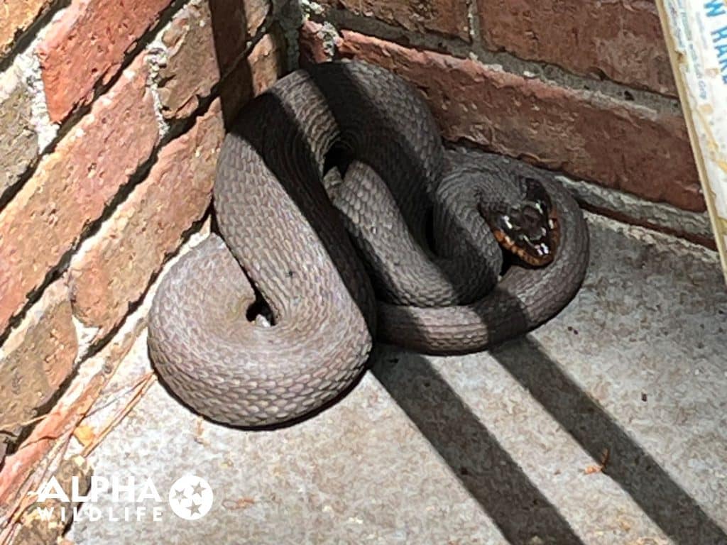 Wildlife Removal Myths Alpha Wildlife