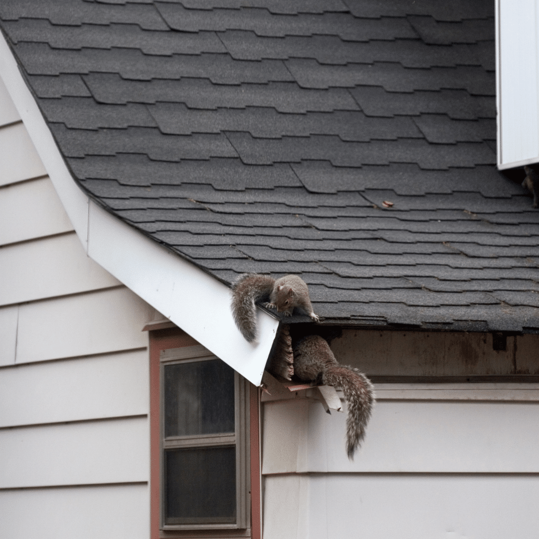 Alpha Wildlife Removal Trucks