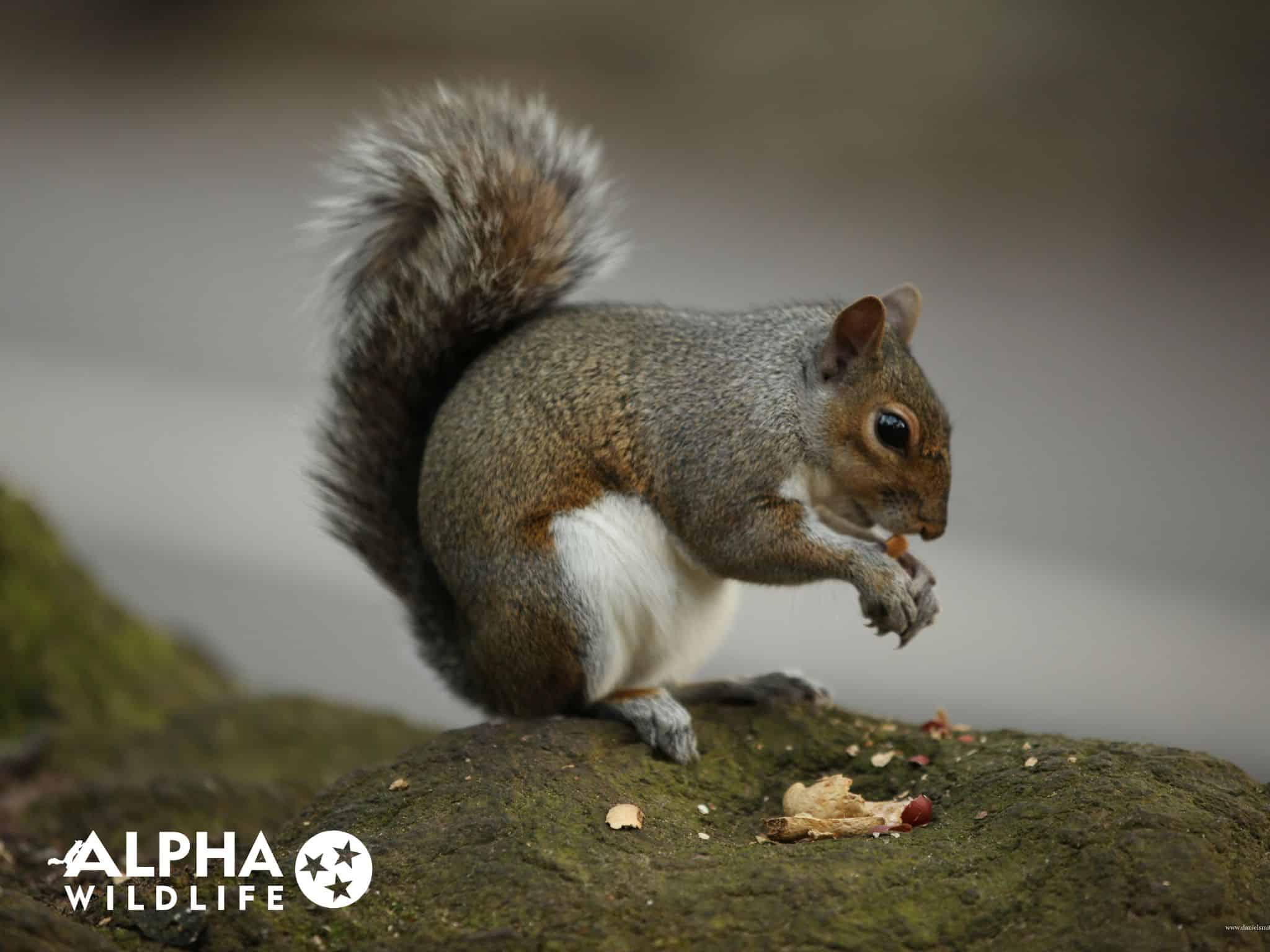 Featured image for “What Do Squirrels Eat in My House?”